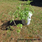 Tomato plant looks OK