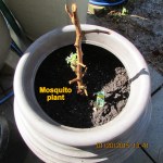 Mosquito plant