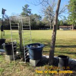 Two Mandavilla plants