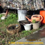 Water and sunshine for several plants