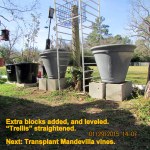 Blocks leveled and trellis straightened