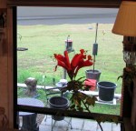Cape Honeysuckle bloom