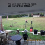 The view from my living room