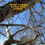 Sensor is in the tree