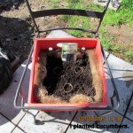 Planted cucumber seeds