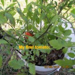 My first tomato