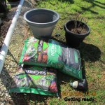 Getting ready to transplant