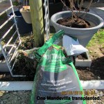 One Mandevilla transplanted