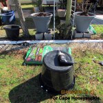 Planter for Cape Honeysuckle