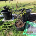 Another pair of hands would be fine