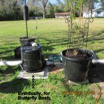 Eventually, for the Butterfly bush