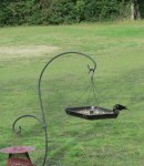 Grackle on feeder