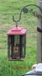 Unknown on red feeder