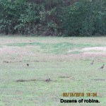 Dozens of robins