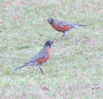 Two robins