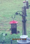 Birds on feeder
