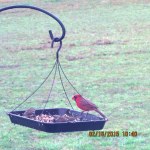 Cardinal on feeder