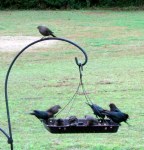 Closeup of identified birds