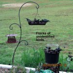 Flocks of identified birds