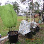 Covered three planters