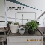 Planters under awning