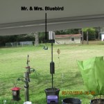 Mr & Mrs Bluebird