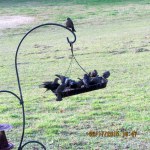 Lots of birds on the feeder