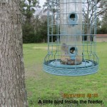 Little bird trapped in feeder