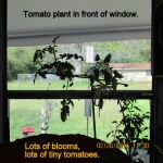Tomato plant in front of window
