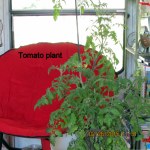 Tomato plant
