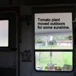 Tomato plant went outdoors