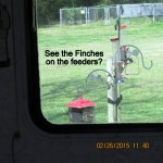 See the Finches