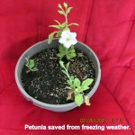 Petunia saved from freezing weather