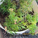 Buttercup saved from winter weather