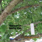 Sensor in nearby tree