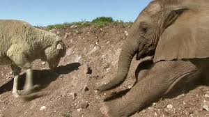 Be together with lamb and elephant
