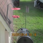 Hummingbird on my feeder