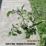 Tomato blooms