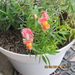 Snapdragons in planter