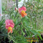 Snapdragons close up