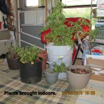 Plants brought indoors