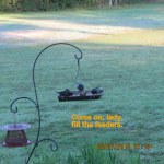 Several birds on near-empty feeder