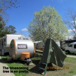 The blossoming tree is so pretty