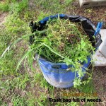Trash bag full of weeds