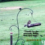 Squirrel on feeder