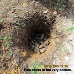 Pine cones in bottom