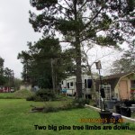 Two pine tree limbs are gone