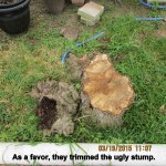 Trimmed tree stump