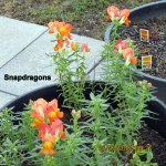 Snapdragons