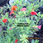 Calibrachoa